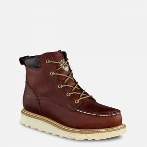 Irish Setter Ashby