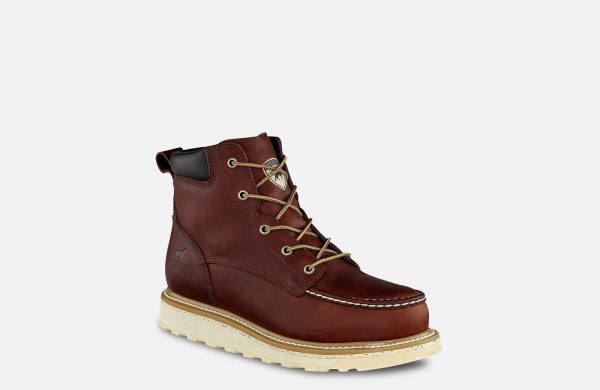 Irish Setter Ashby