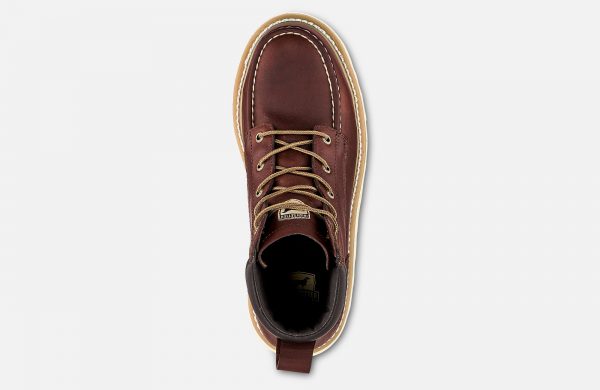 Irish Setter Ashby - Image 2